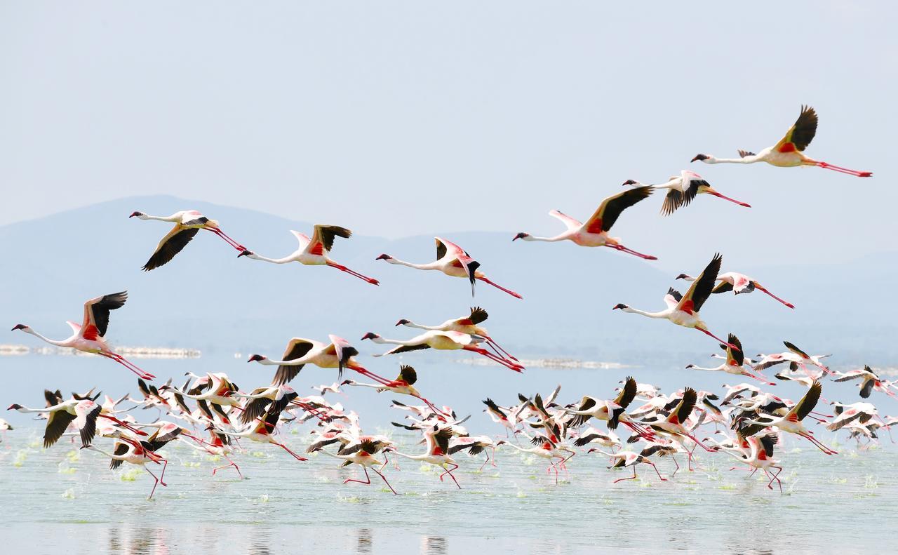 Mbweha Camp Lake Nakuru Elmenteita Zewnętrze zdjęcie