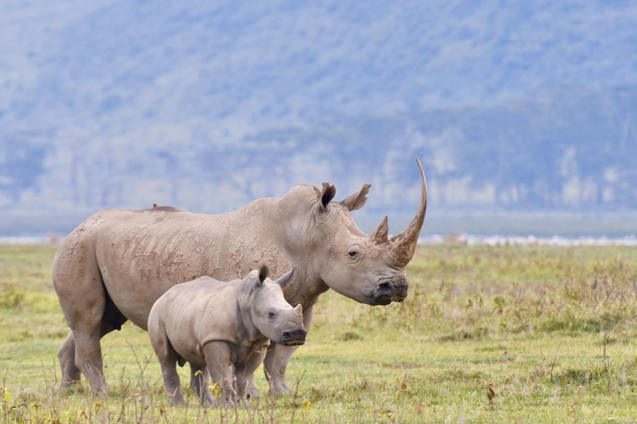 Mbweha Camp Lake Nakuru Elmenteita Zewnętrze zdjęcie