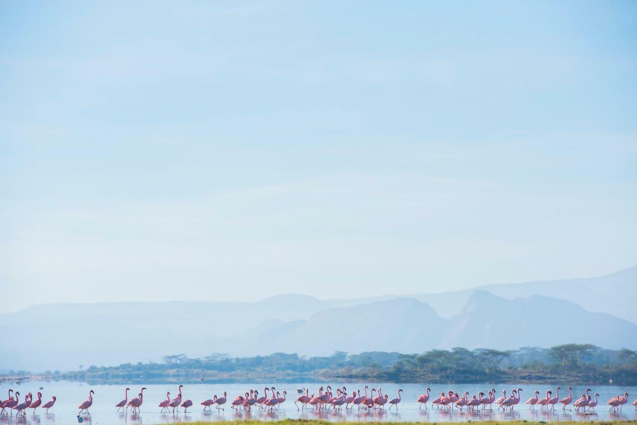Mbweha Camp Lake Nakuru Elmenteita Zewnętrze zdjęcie